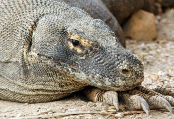 Komodo varaan ©All for Nature Travel