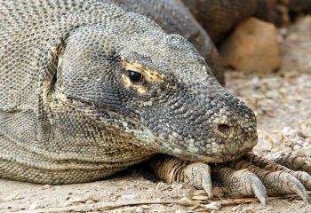 travel-soap-blog-all-for-nature-komodo-flores-indonesie-20