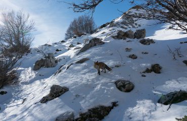 Vos in de sneeuw Abruzzo NP