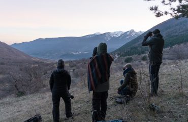 Wolf Watching