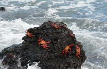 krab Galapagos ©All for Nature Trave