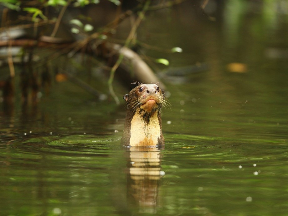 Reuzenotters, Napo Wildlife Center, Yasuni, reis Ecuador