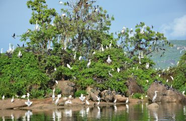 vogels bij Gal Oya Senanayake Samudra meer © All for Nature Travel