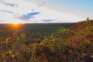 natuurreis brazilie, manenwolf, cerrado