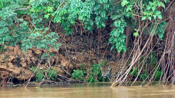 jaguar pantanal ©All for Nature Travel