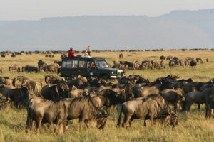 Rekero, Masai Mara, safari migratie, safari masai mara