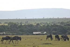 Saruni Wild Masai Mara, safari masai mara , safari migration
