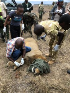 Lion collaring Nakuru, Kenia, safari