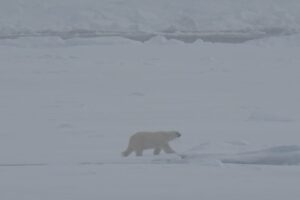 ijsbeer Spitsbergen