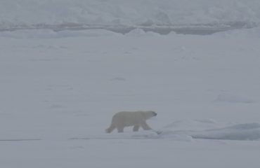 ijsbeer bij Spitsbergen