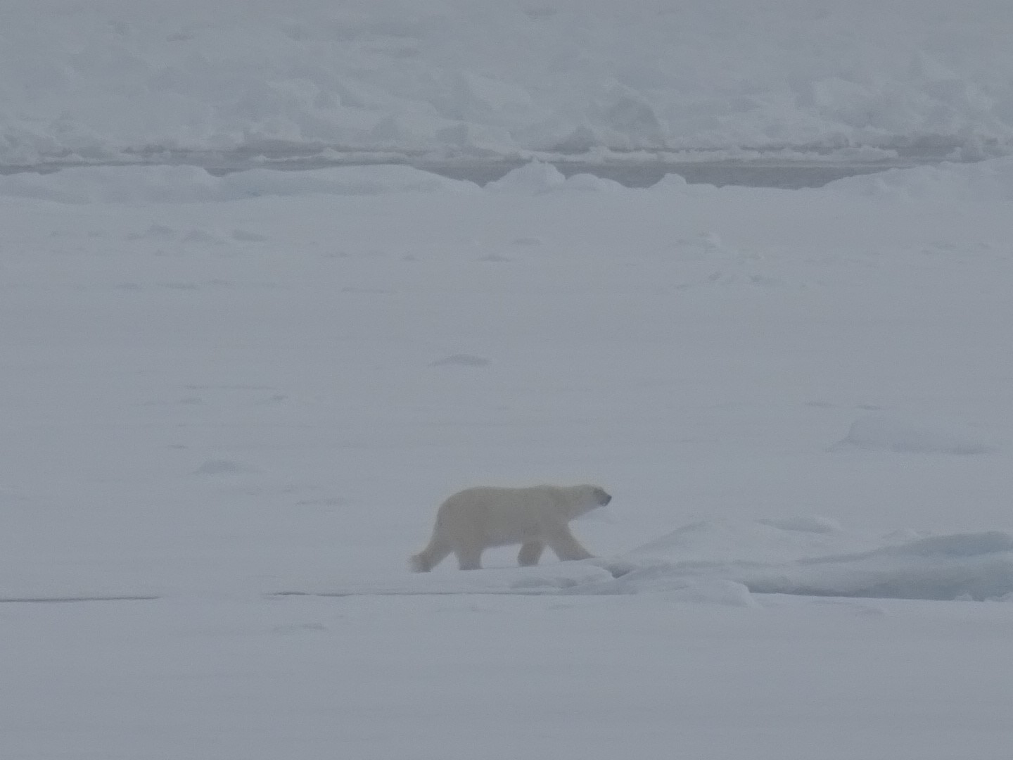 ijsbeer Spitsbergen