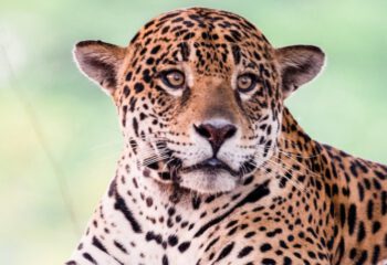 jaguar lichtgroene ogen ©Noel van Bemmel