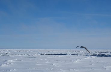 pakijs bij Spitsbergen