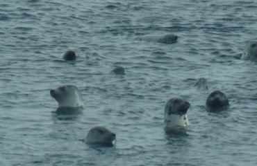 robben bij Spitsbergen