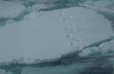 voetstappen ijsbeer bij Spitsbergen