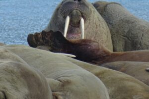 walrus Spitsbergen