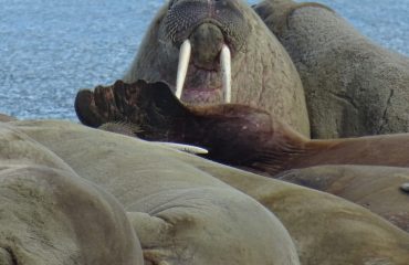 walrussen bij Spitsbergen
