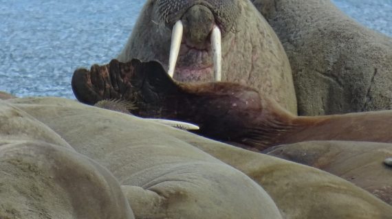walrussen bij Spitsbergen