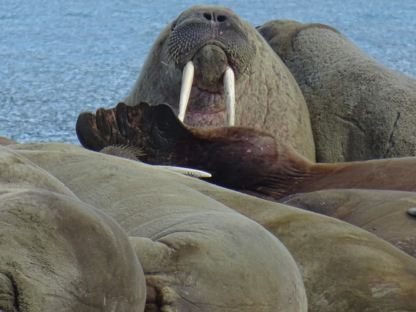 walrus Spitsbergen