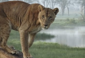 leeuw Kenia
