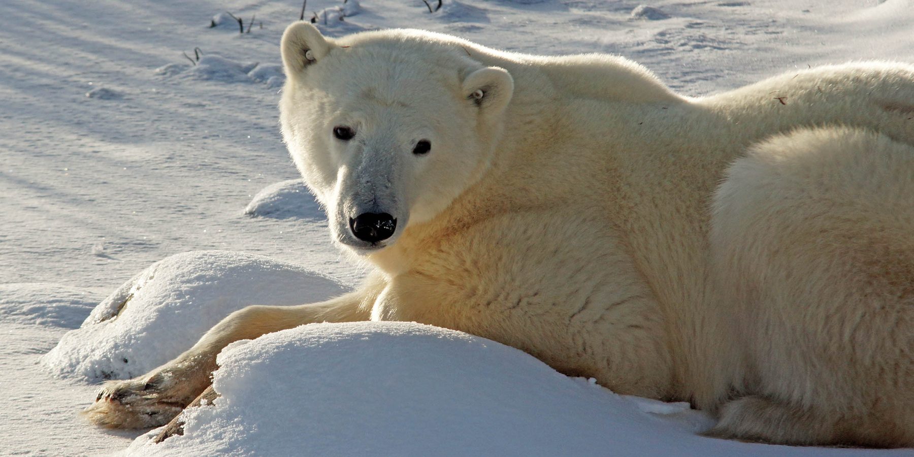 ijsberen, churchill, reis churchill, reis ijsberen, arctisch canada, tundra buggy, frontiers north, polar bear