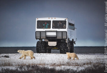 ijsberen voor de Tundra Buggy ©Travelsoap.nl