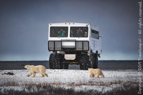 ijsberen, churchill, reis churchill, reis ijsberen, arctisch canada, tundra buggy, frontiers north, polar bear