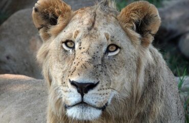 Leeuw Serengeti ©TravelSoap