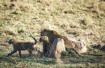 Luipaard met jongen in de Serengeti ©Travel Soap