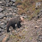 beren reis spanje, reis somedo, beren excursie, Wild Watching Spain