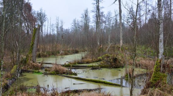 Beek Bialowieza ©All for Nature Travel