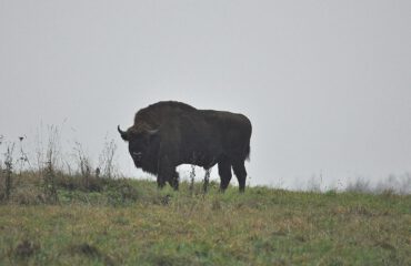 Bizon Bialowieza ©All for Nature Travel