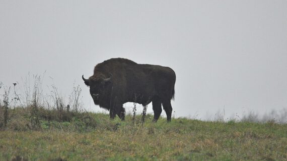 Bizon Bialowieza ©All for Nature Travel