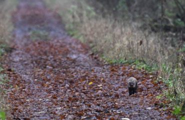Boommarter Bialowieza ©Joanna Smerczynska