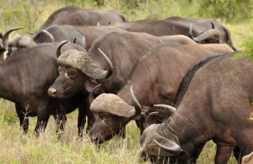 Buffels Kruger ©All for Nature Travel