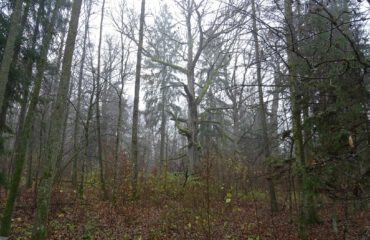 Eik Bialowieza ©All for Nature Travel