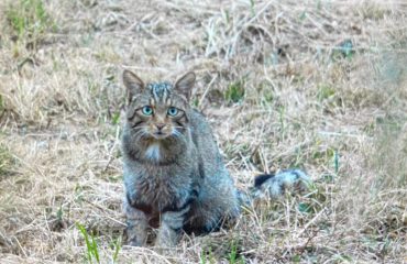Europese Wilde Kat ©All for Nature Travel