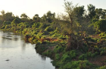 Kruger Pafuri Buffel ©All for Nature Travel