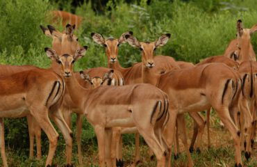 Kruger impala ©All for Nature Travel