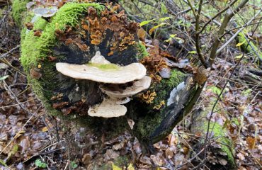 Paddestoelen Bialowieza ©All for Nature Travel
