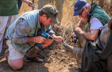 Rhino Conservation Marataba