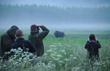 Wisent watching Bialowieza NP ©PTTK