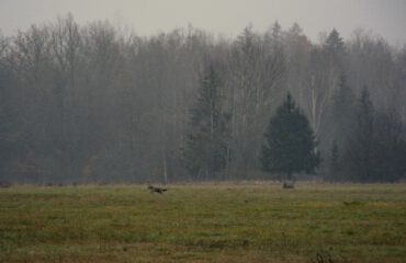 Wolf Bialowieza ©All for Nature Travel