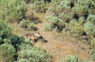 Wolf_Siero ©Marc Bouyer