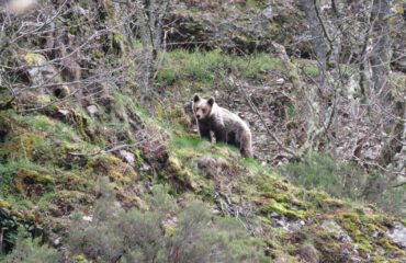 Young bear ©FOP