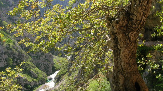 Landschap Asturie Spanje ©Ard Wagenaar