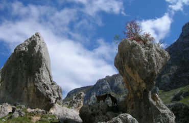 Cantabrisch gebergte Spanje met gemzen ©Ard Wagenaar