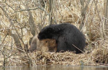 bever Bialowieza ©PTTK