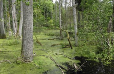 Bialowieza ©PTTK