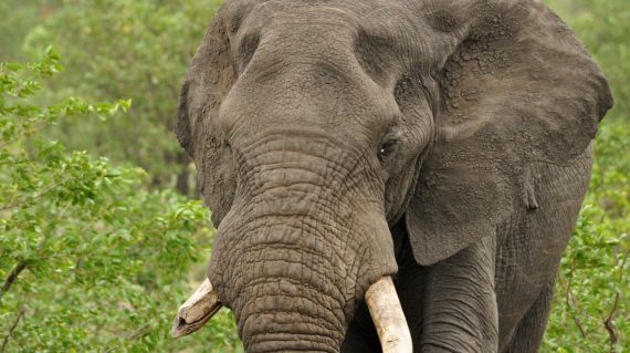 olifant Kruger ©All for Nature Travel
